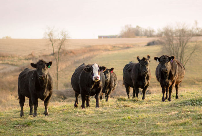 Are your cows paying for themselves?