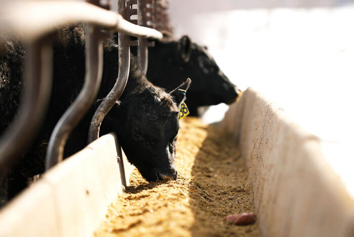 Utilizing quality hay to keep condition on cows