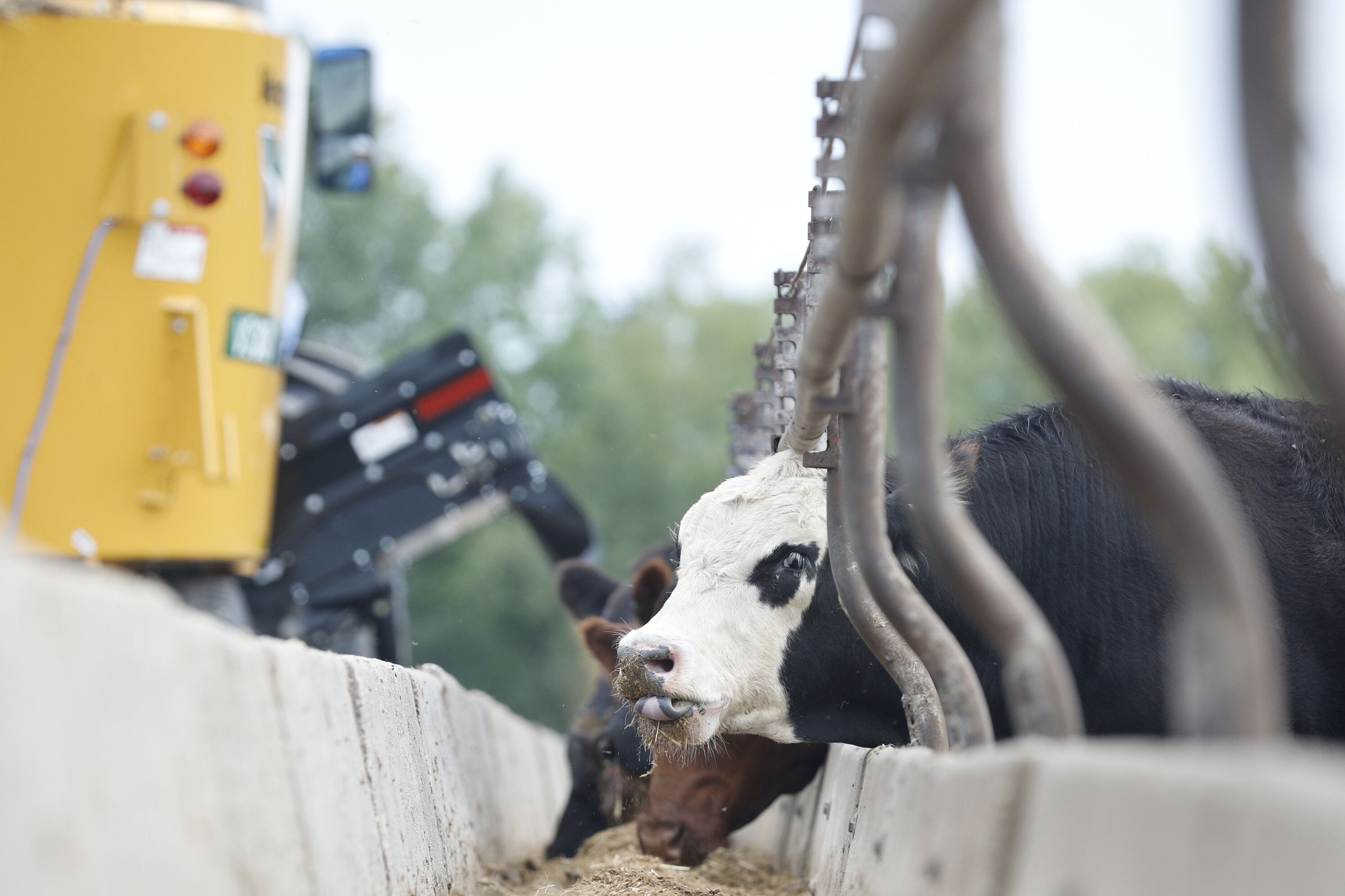 Cows eating from processed hay that came from a Vermeer vertical mixer