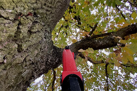 Iowa State Fair tree care