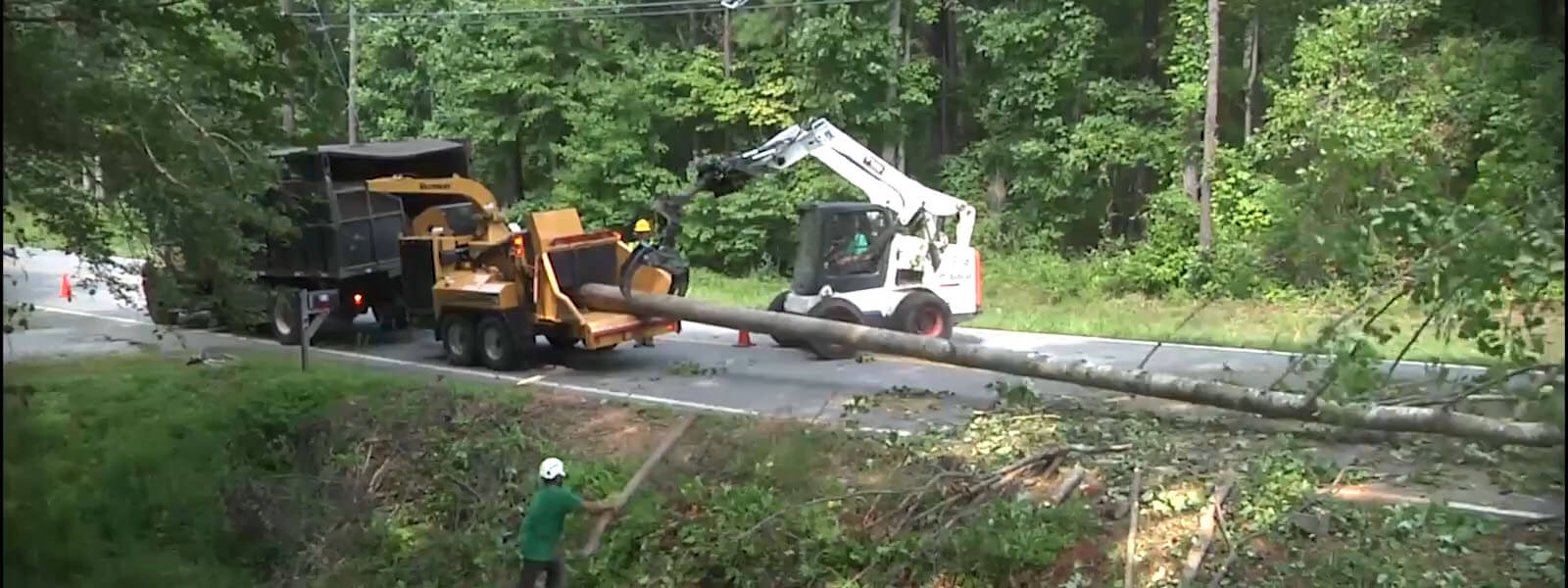 Tree Trimming Springfield Il