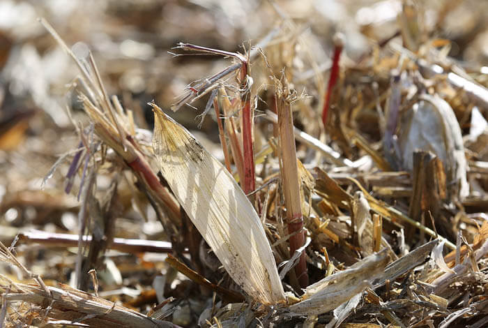Strong stalks call for tough equipment