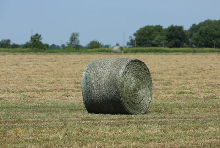 What you need to know about silage nutrition
