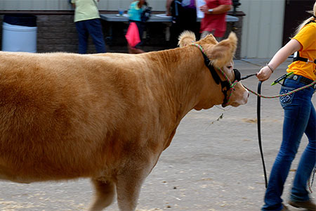 Iowa State Fair cow